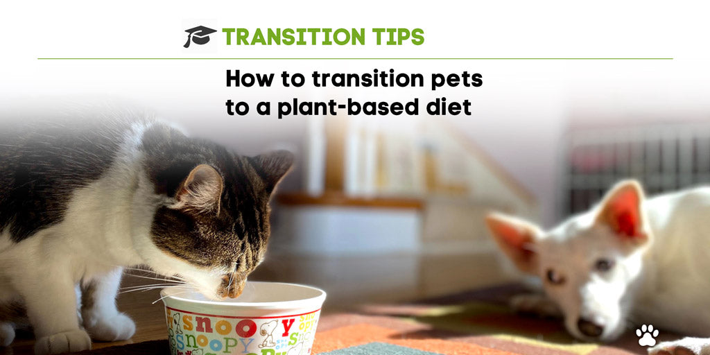 How to Transition Dogs and Cats to a Plant-Based Diet – Vecado USA