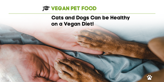 Promising Recent Studies Suggest: Cats and Dogs are Healthy on a Vegan Diet!