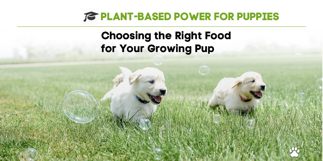 Plant-based Power for Puppies: Choosing the Right Food for Your Growing Pup