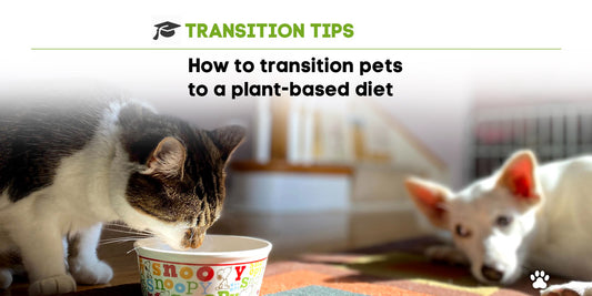 How to Transition Dogs and Cats to a Plant-Based Diet