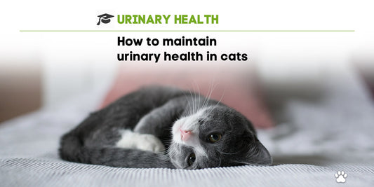 Urinary Health of Cats
