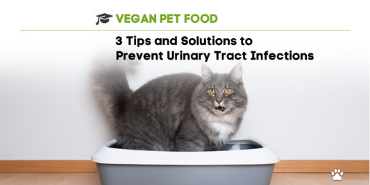 3 Tips and Solutions for Prevention Urinary Tract Infections in Cats and Dogs!