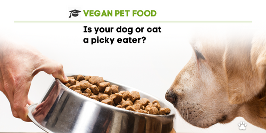 Is your dog or cat a picky eater?