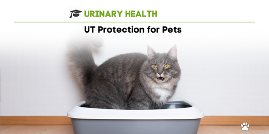 3 Important Tips for Supporting Urinary Health in Dogs & Cats