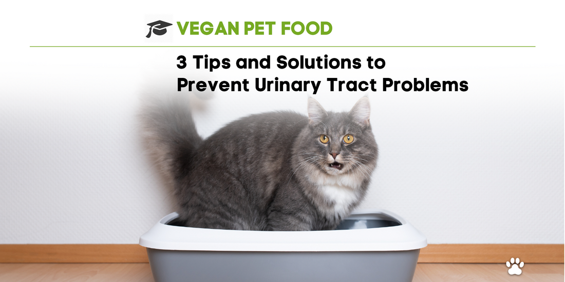 3 Tips and Solutions for Prevention Urinary Tract Problems in Cats and Dogs!