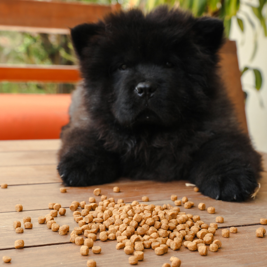 Black Chow Chinese Chow Puppies For Sale Black Chow Chow Puppies